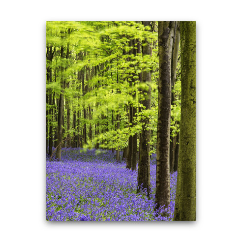 Fine Art Print 10x13 V
